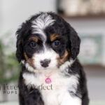 Rosie | Tri Bernedoodle for sale