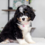 Rosie | Tri Bernedoodle for sale