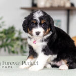 Rosie | Tri Bernedoodle for sale