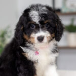 Rosie | Tri Bernedoodle for sale