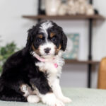 Rosie | Tri Bernedoodle for sale