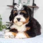 Rover | Tri Bernedoodle for sale