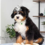Rover | Tri Bernedoodle for sale