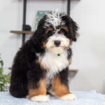 Rover | Tri Bernedoodle for sale