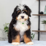 Rover | Tri Bernedoodle for sale