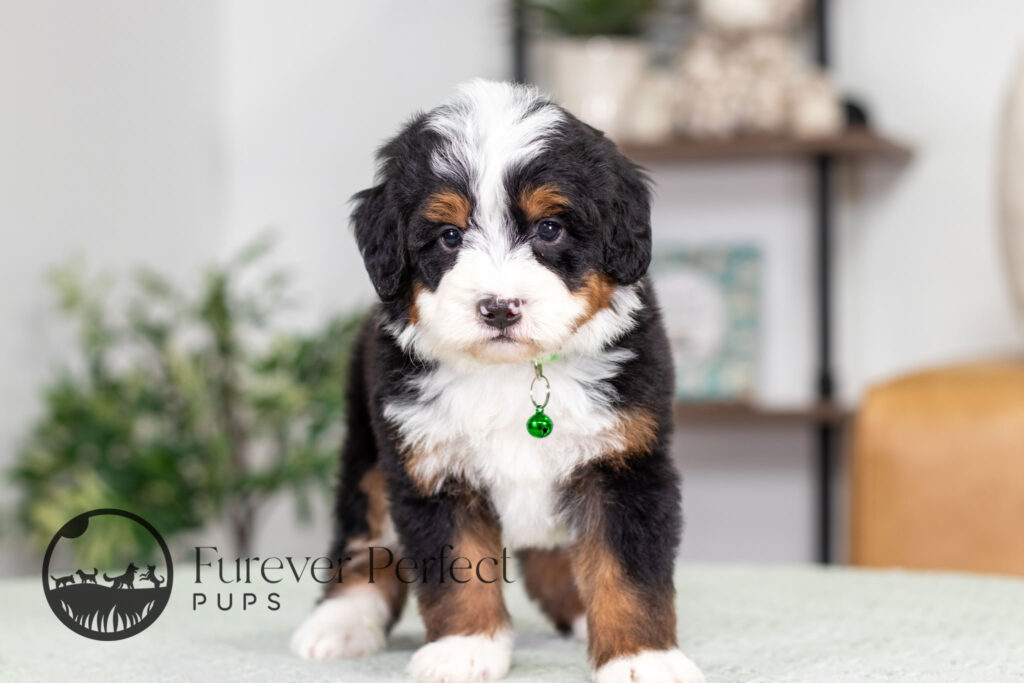 Rover Male Bernedoodle (1)