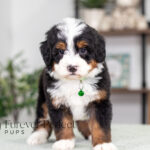 Rover Male Bernedoodle (1)