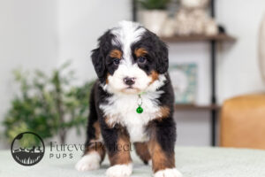 Rover Male Bernedoodle