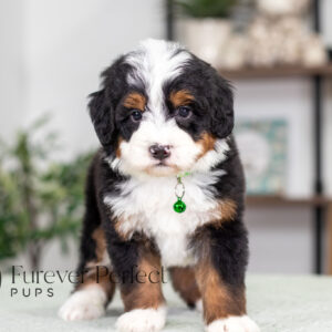 Rover Male Bernedoodle (1)