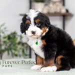 Rover | Tri Bernedoodle for sale
