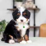 Rover | Tri Bernedoodle for sale