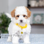 Sage | Cream Maltipoo for sale