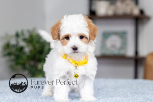 Sage Female Maltipoo