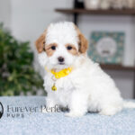 Sage | Cream Maltipoo for sale