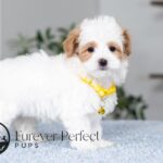 Sage | Cream Maltipoo for sale