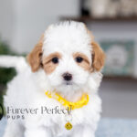 Sage | Cream Maltipoo for sale