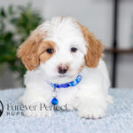 Simba | Cream Maltipoo for sale
