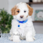Simba | Cream Maltipoo for sale