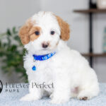 Simba | Cream Maltipoo for sale