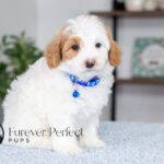 Simba | Cream Maltipoo for sale