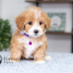 Sky | Cream Maltipoo for sale