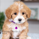 Sky | Cream Maltipoo for sale