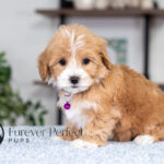 Sky | Cream Maltipoo for sale