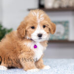Sky | Cream Maltipoo for sale