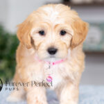 Sunny | Cream Maltipoo for sale