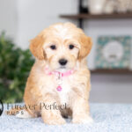 Sunny | Cream Maltipoo for sale