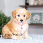 Sunny | Cream Maltipoo for sale