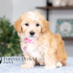 Sunny | Cream Maltipoo for sale