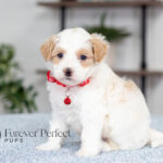 Akin | Cream Maltipoo for sale