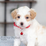 Akin | Cream Maltipoo for sale