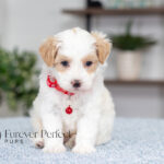 Akin | Cream Maltipoo for sale