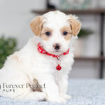 Akin | Cream Maltipoo for sale