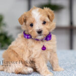 Allie | Cream Maltipoo for sale
