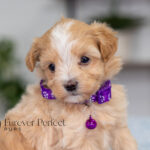 Allie | Cream Maltipoo for sale