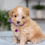 Allie | Cream Maltipoo for sale
