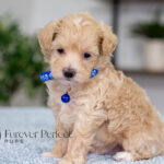 Alpha | Cream Maltipoo for sale