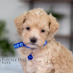 Alpha | Cream Maltipoo for sale