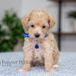 Alpha | Cream Maltipoo for sale
