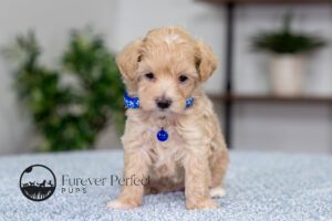 Alpha Male Maltipoo