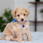 Alpha | Cream Maltipoo for sale