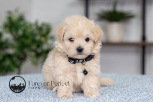 Andre Male Maltipoo