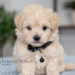 Andre | Cream Maltipoo for sale