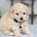 Andre | Cream Maltipoo for sale