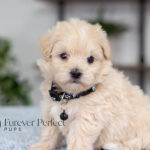 Andre | Cream Maltipoo for sale