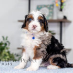 Barrett | Blue Merle & Tan Bernedoodle for sale