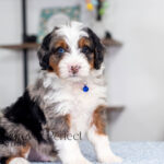 Barrett | Blue Merle & Tan Bernedoodle for sale